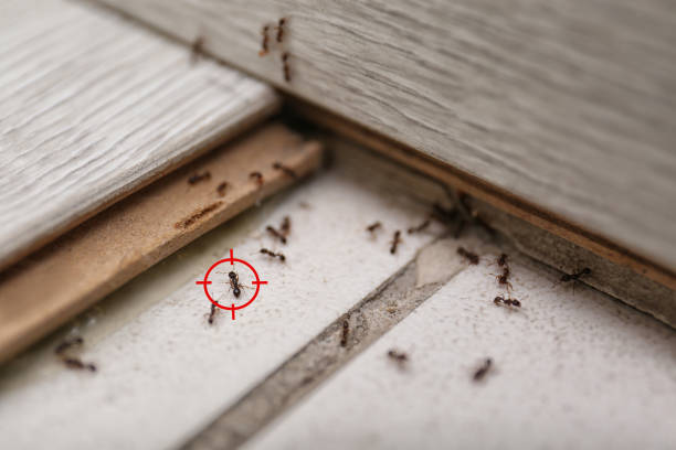 Best Best Pest Control Companies  in Wentzville, MO