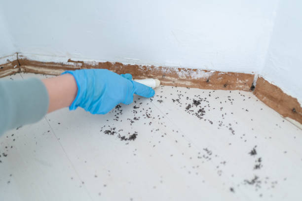 Best Pest Removal Services  in Wentzville, MO